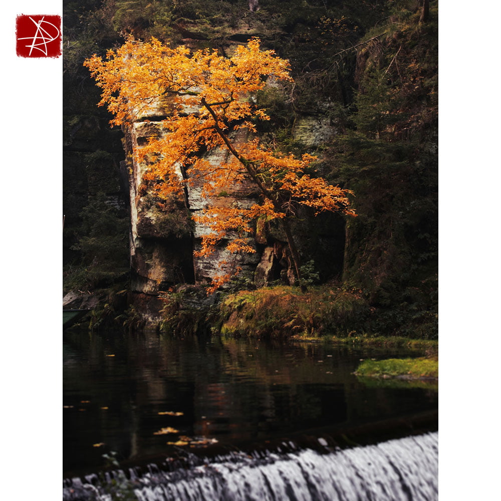 Autumn Tree Waterfall